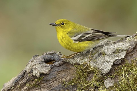 Pine Warbler (Setophaga pinus), Texas, USA