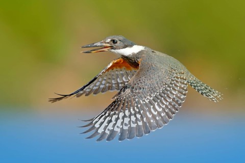 Falcon, green moss stone. Bird of prey Peregrine Falcon sitting on the stone with orange autumn