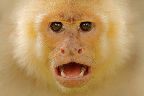 Close-up detail of monkey face. White-headed Capuchin, black monkey sitting on tree branch in the