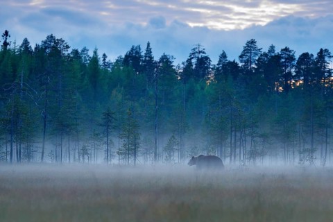 Foggy forest with brown bear in fog. Bear hidden in forest. Autumn forest with animal. Beautiful