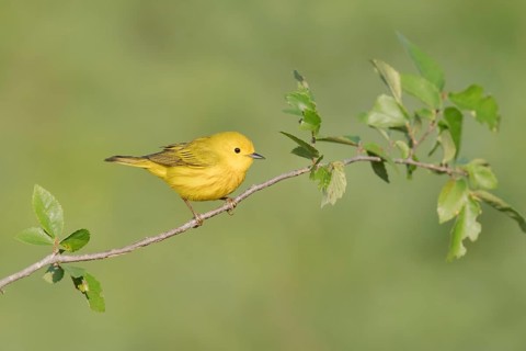 American Yellow Warbler (Setophaga aestiva) perched on a branch, Texas, USA