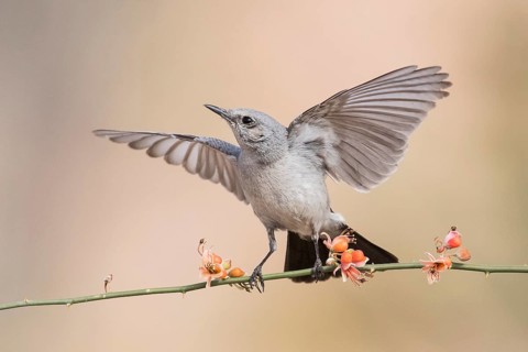 Blackstart (Oenanthe melanura) perched on a twig, Eilat, Israel