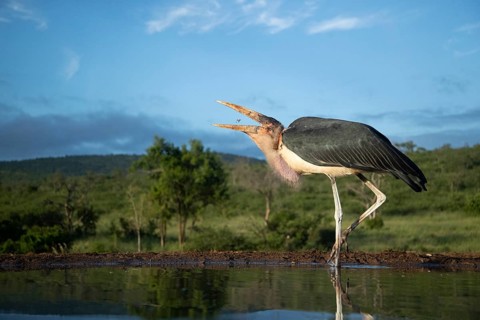 Marabou Stork (Leptoptilos crumenifer) foraging in shallow water, South Africa