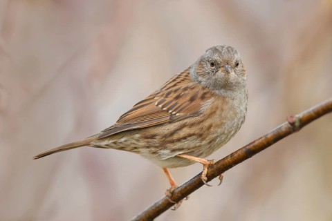 Heckenbraunelle, Prunella modularis Dunnock