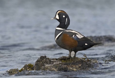 Harlequin Duck (Histrionicus histrionicus) male, British Columbia, Canada