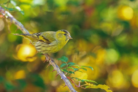 Eurasian Siskin (Spinus spinus) male, Abruzzo, Italy