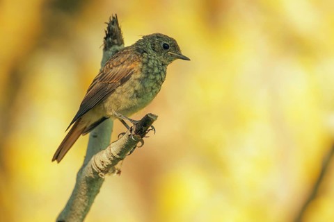 Thrush Nightingale (Luscinia luscinia) juvenile, Danube-Delta, Romania