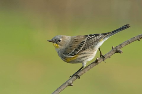 Audubon's Yellow-rumped Warbler (Setophaga coronata) Sacramento County California