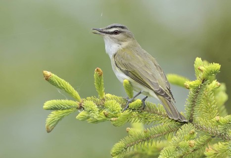 Red-eyed Vireo (Vireo olivaceus), Alberta, Canada