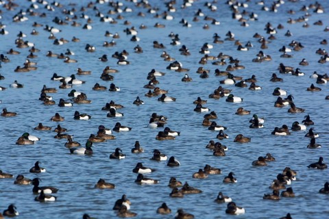 Greater Scaup & Tufted Duck (Aythya marila & Aythya fuligula) huge group on a lake,