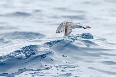 Fairy Prion (Pachyptila turtur) flying, Victoria, Australia