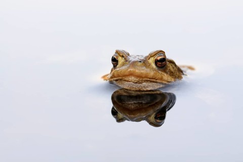 European Toad (Bufo bufo), adult at water surface, North Rhine-Westphalia, Germany
