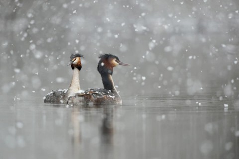 Great Crested Grebe (Podiceps cristatus) pair, North Rhine-Westphalia, Germany