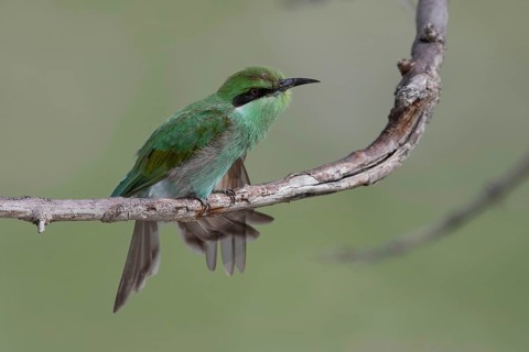 Swallow-tailed Bee-eater (Merops hirundineus), Namibia Africa
