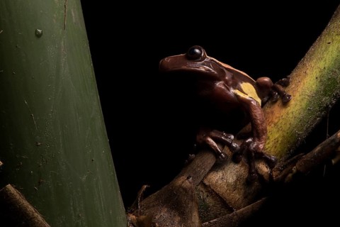 A very rare Chocolate frog in Ecuador. This species spends its entire leaf inside and around native