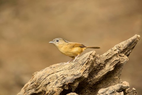 Brown-cheeked Fulvetta (Alcippe poioicephala), Yunnan, China