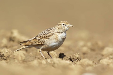 Greater Short-toed Lark (Calandrella brachydactyla), Podhum, Croatia