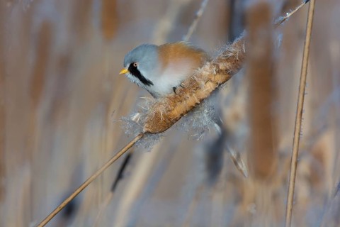 Bearded Reedling (Panurus biarmicus) male feeding on cattail seed, Thuringia, Germany