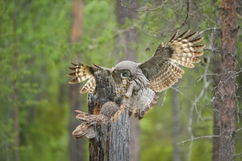 Great Grey Owl (Strix nebulosa) male landing on nest with little bird prey in beak, Suomussalmi,