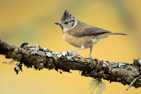 European Crested Tit (Lophophanes cristatus) perched on lichen branch, Andalusia, Spain