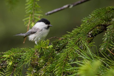 Willow Tit - Weidenmeise - Poecile montanus ssp. uralensis, Russia (Ural)