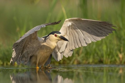 Black-crowned Night Heron (Nycticorax nycticorax), Pusztaszer, Hungary
