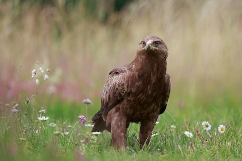 Lesser Spotted Eagle (Clanga pomarina) on grassland, Poland