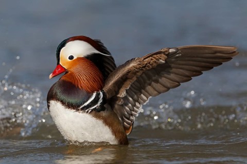 Mandarin Duck (Aix galericulata) male bathing, Baden-Wuerttemberg, Germany