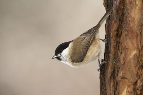 Marsh Tit (Poecile palustris), Utrecht, Netherlands