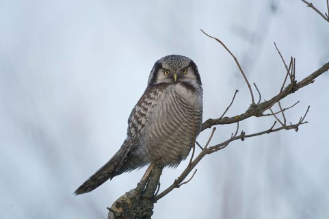 Northern Hawk-Owl (Surnia ulula), Saxony, Germany