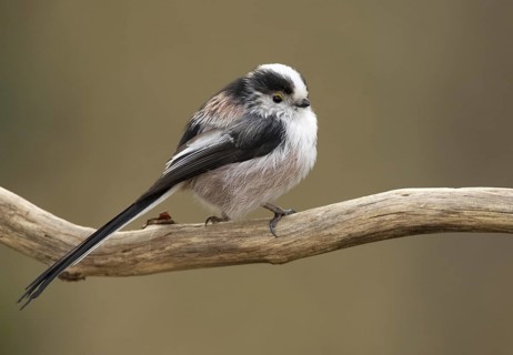 Long-tailed Tit (Aegithalos caudatus), Mecklenburg-Western Pomerania, Germany