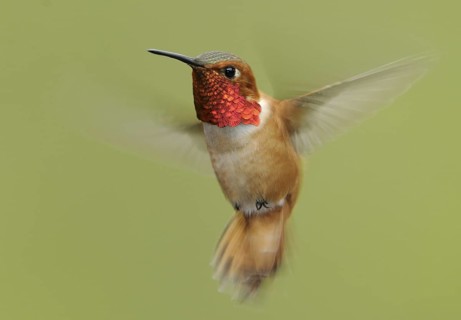 Rufous Hummingbird (Selasphorus rufus) male, British Columbia, Canada