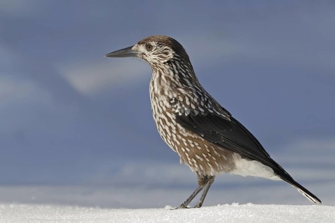 Spotted Nutcracker (Nucifraga caryocatactes), Switzerland