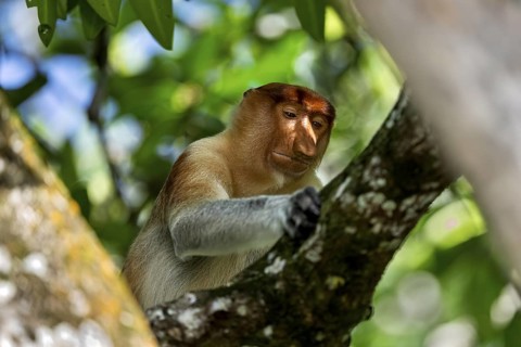 Proboscis monkey (Nasalis larvatus), male, Kilanas, Bandar Seri Begawan, Brunei-Muara, Brunei