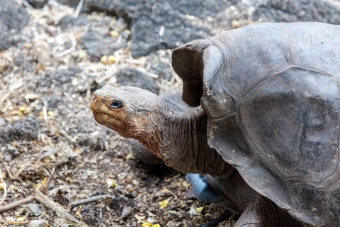 Giant tortoise (Chelonoidis nigra), Santa Cruz, Galapagos, Ecuador