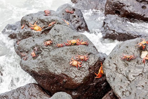 Red rock crab (Grapsus grapsus), San Cristobal, Galapagos, Ecuador