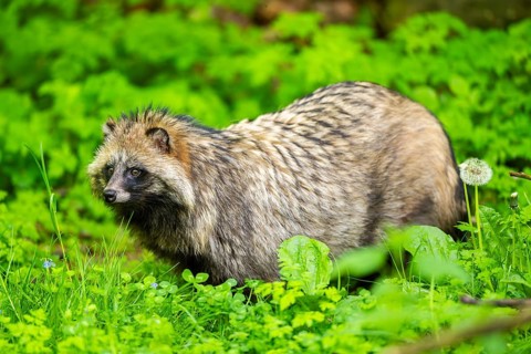 Common raccoon dog (Nyctereutes procyonoides) standing in the grass, Bavaria, Germany