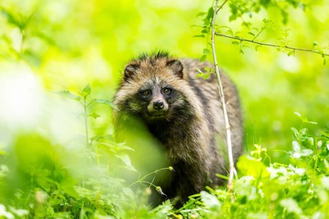Common raccoon dog (Nyctereutes procyonoides) standing in the grass, Bavaria, Germany