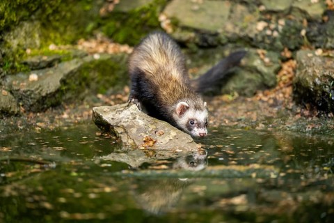 Ferret (Mustela putorius furo) on the edge of a little lake, Bavaria, Germany