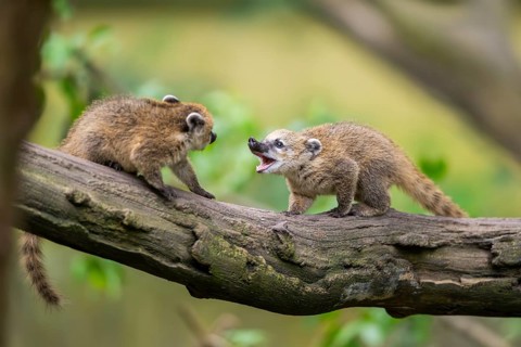 South American coati (Nasua nasua) youngsters klimbing in a tree, captive, Zoo Augsburg