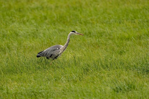 Grey heron (Ardea cinerea), Vulkaneifel, Rhineland-Palatinate, Germany