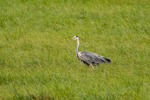 Grey heron (Ardea cinerea), Vulkaneifel, Rhineland-Palatinate, Germany