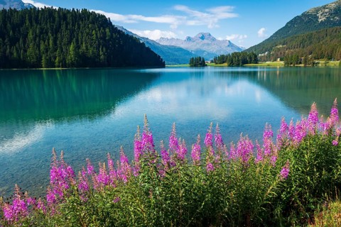 Willowherbs in bloom, behind Piz da la Margna, Lake Sils, Engadin, Grisons, Switzerland