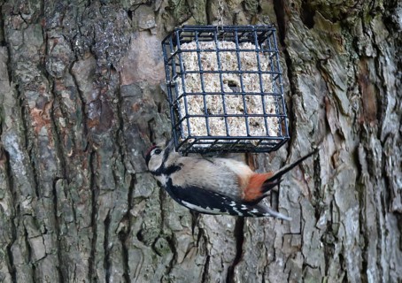 Great spotted woodpecker (Dendrocopos major) feeding on a lime tree (Tilia)