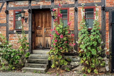 Hollyhocks (Alcea rosea) at a gate in a half-timbered house facing the street in Ystad, Skåne