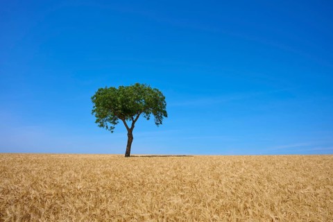 A lonely tree in a large wheat field in front of a bright blue sky, summer, Mainfranken, Bavaria,