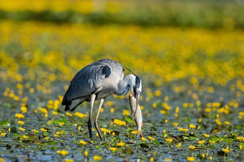 Grey heron (Ardea cinerea) amidst flowering sea pots (Nymphoides peltata) Hungary