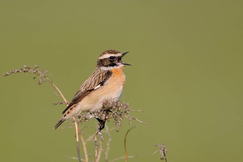 Songbird... Whinchat (Saxicola rubetra), male in splendid plumage sings at the top of his voice in