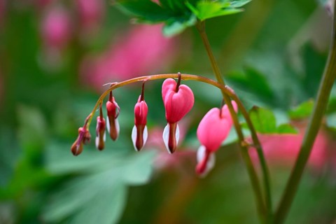 Weeping heart, flaming heart, flaming heart flower, heart flower, bicoloured heart flower,