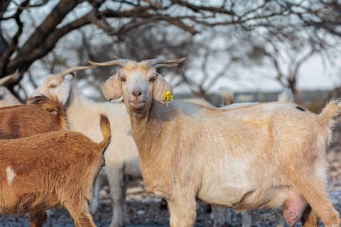 Domesticated goat livestock raised for meat producion on a ranch in Sonora, Texas, USA
